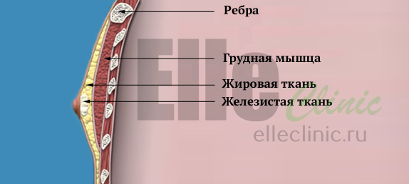 строение-мужской-груди1